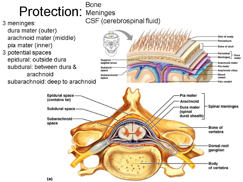 Protection: Bone Meninges CSF (cerebrospinal fluid) 3 meninges:    dura mater (outer)